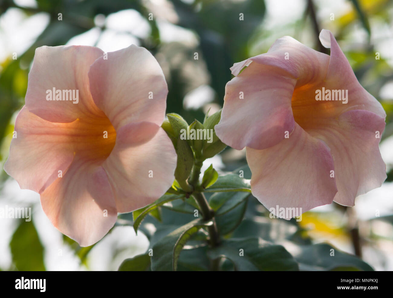 L'Allamanda è perenne fioritura delle piante e comunemente noto come golden tromba tromba comune vigna fiorisce tutto l'anno Foto Stock