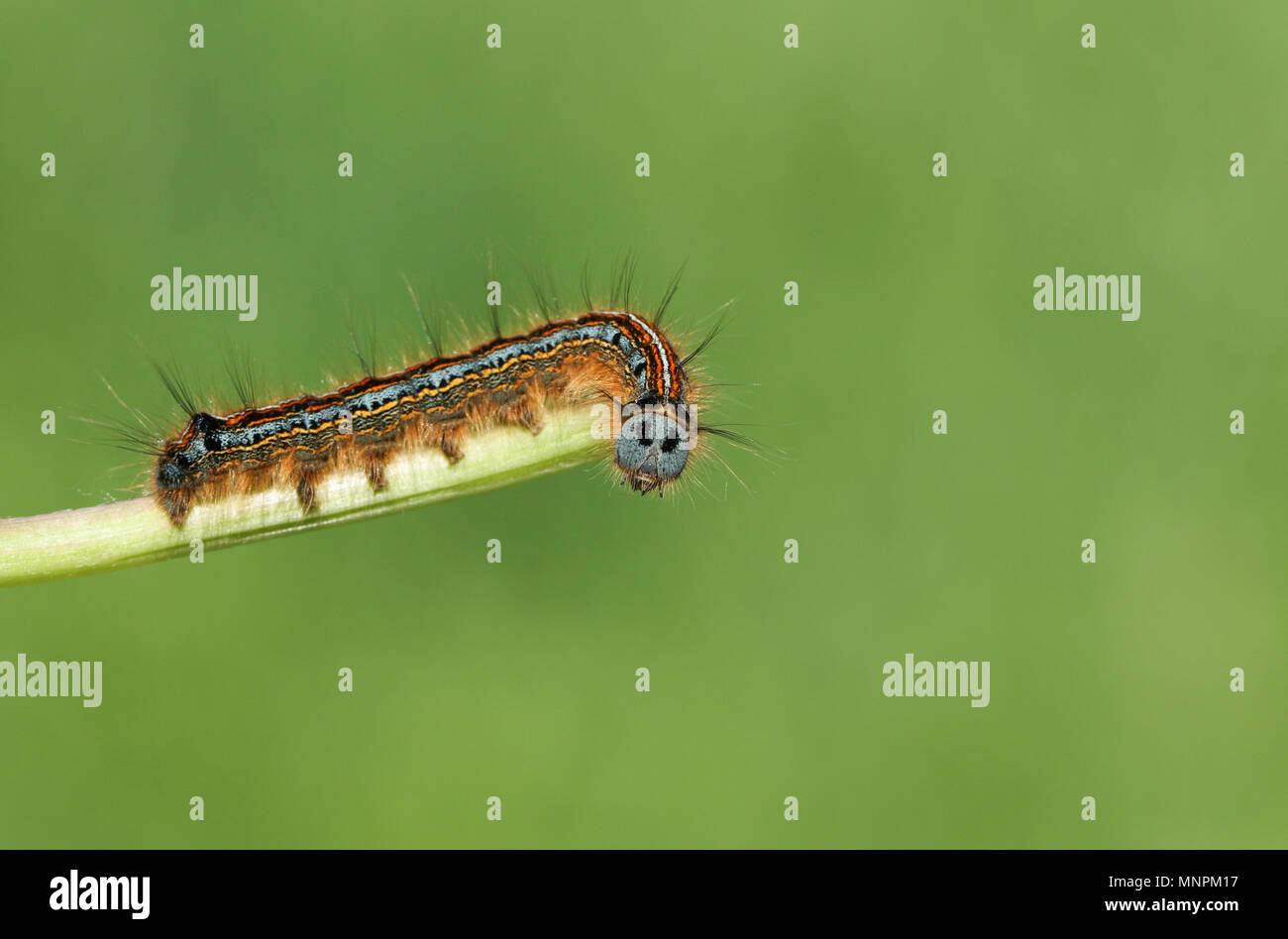 Un incredibile Lackey Moth Caterpillar (Malacosoma neustria) su un impianto di stelo. Foto Stock