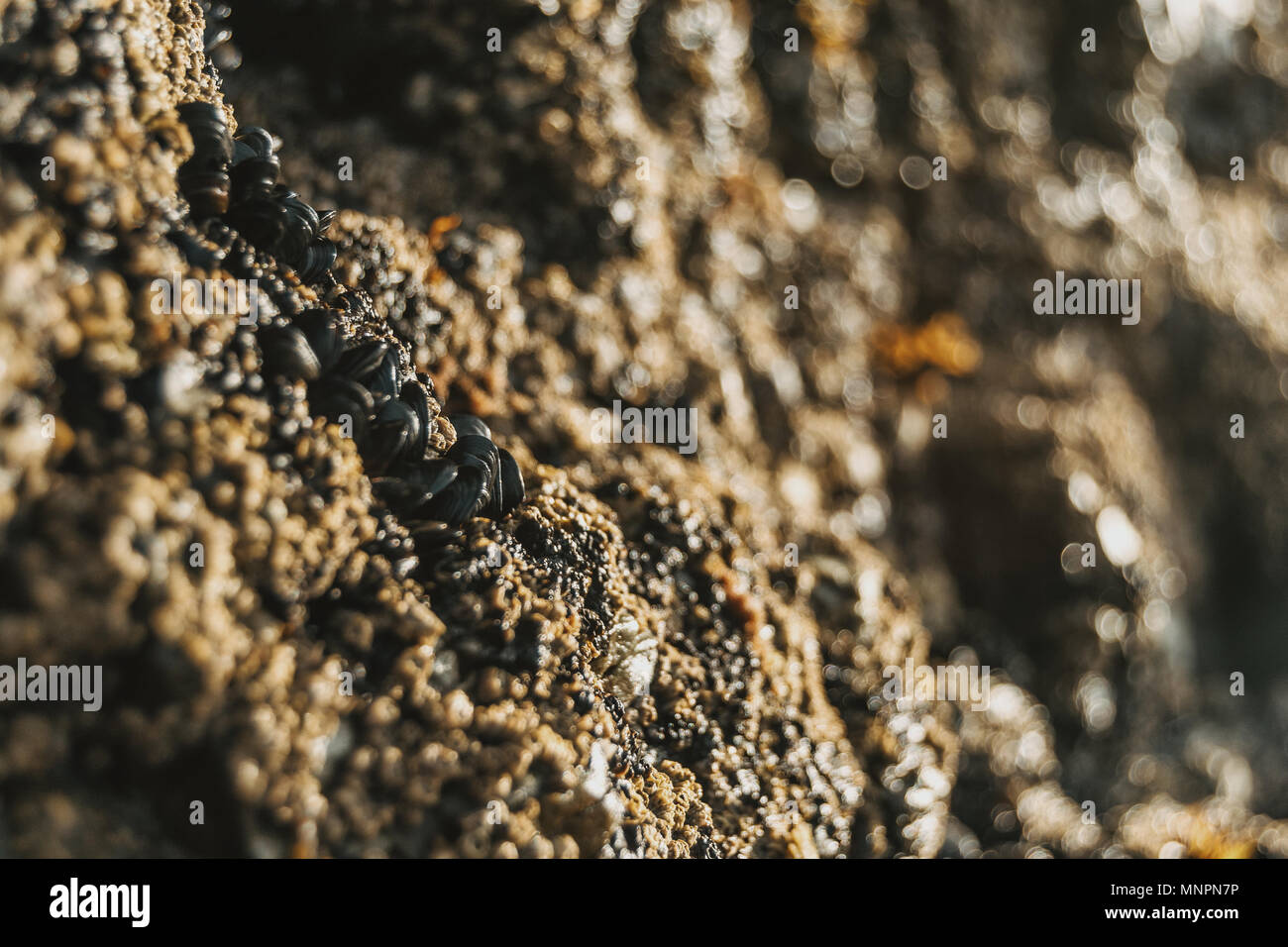 Cirripedi sulle pietre della spiaggia di Las Catedrales, Lugo, Spagna Foto Stock