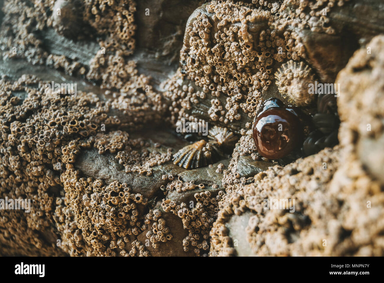 Cirripedi sulle pietre della spiaggia di Las Catedrales, Lugo, Spagna Foto Stock