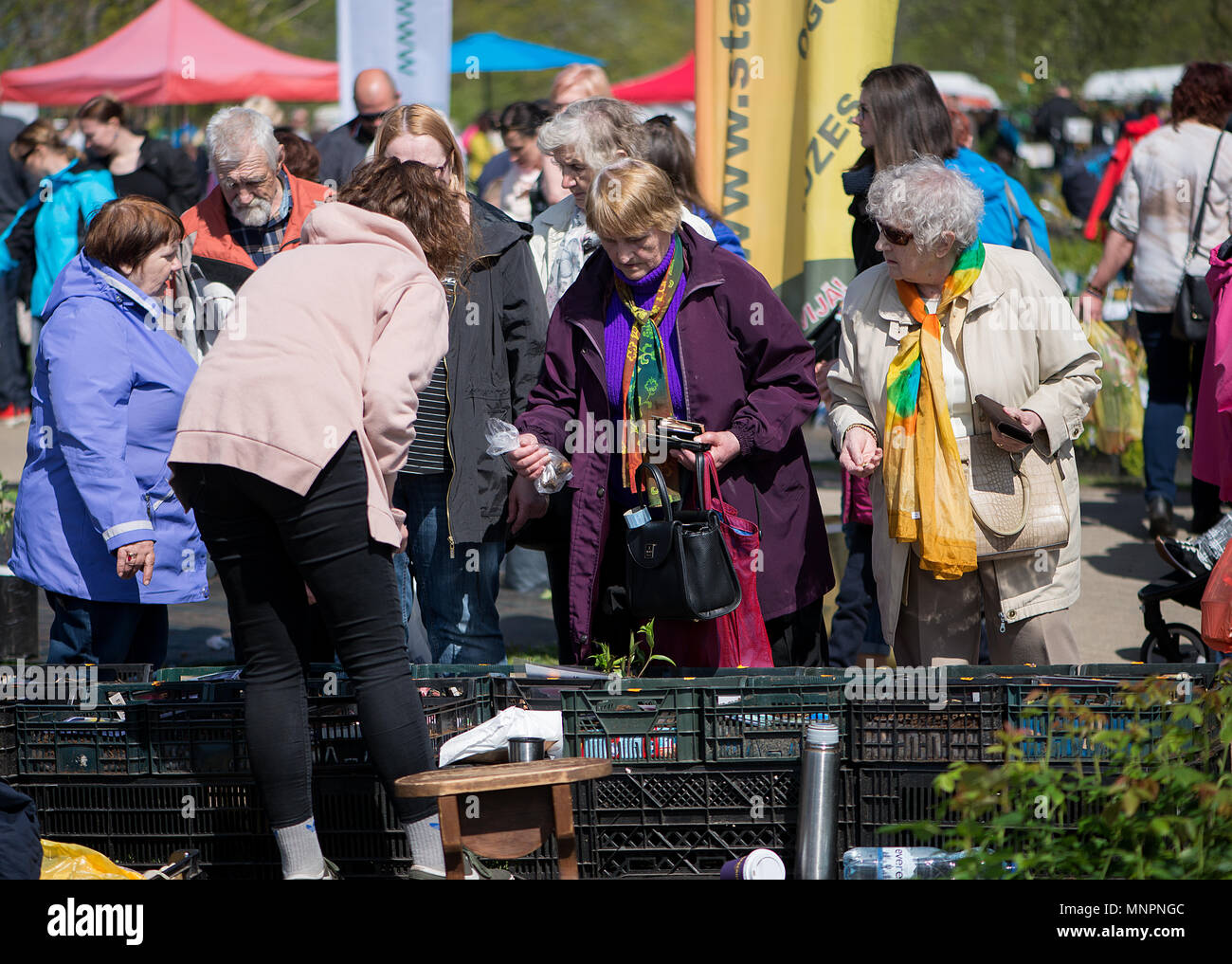 La pianta Parade nella bellissima città lettone di Sigulda. Le persone acquistano e vendono i germogli di fiori, arbusti, piante ornamentali e alberi da frutto. Foto Stock