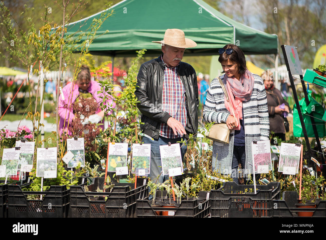 La pianta Parade nella bellissima città lettone di Sigulda. Le persone acquistano e vendono i germogli di fiori, arbusti, piante ornamentali e alberi da frutto. Foto Stock