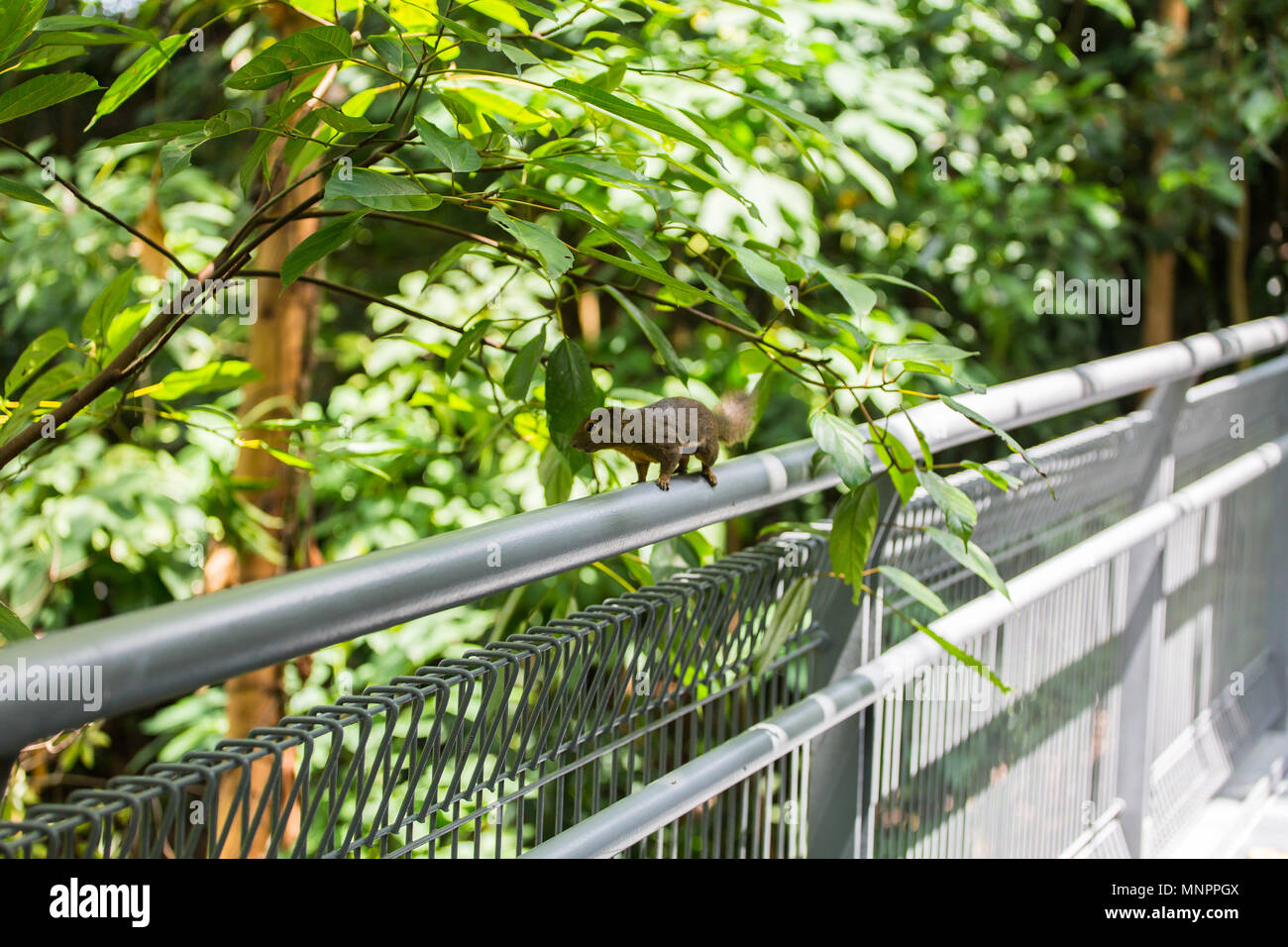 Uno scoiattolo di piantagione sul binario di guardia in cerca di cibo come noci, frutta, corteccia, insetti e piante specifiche per nutrirsi. Singapore. Foto Stock