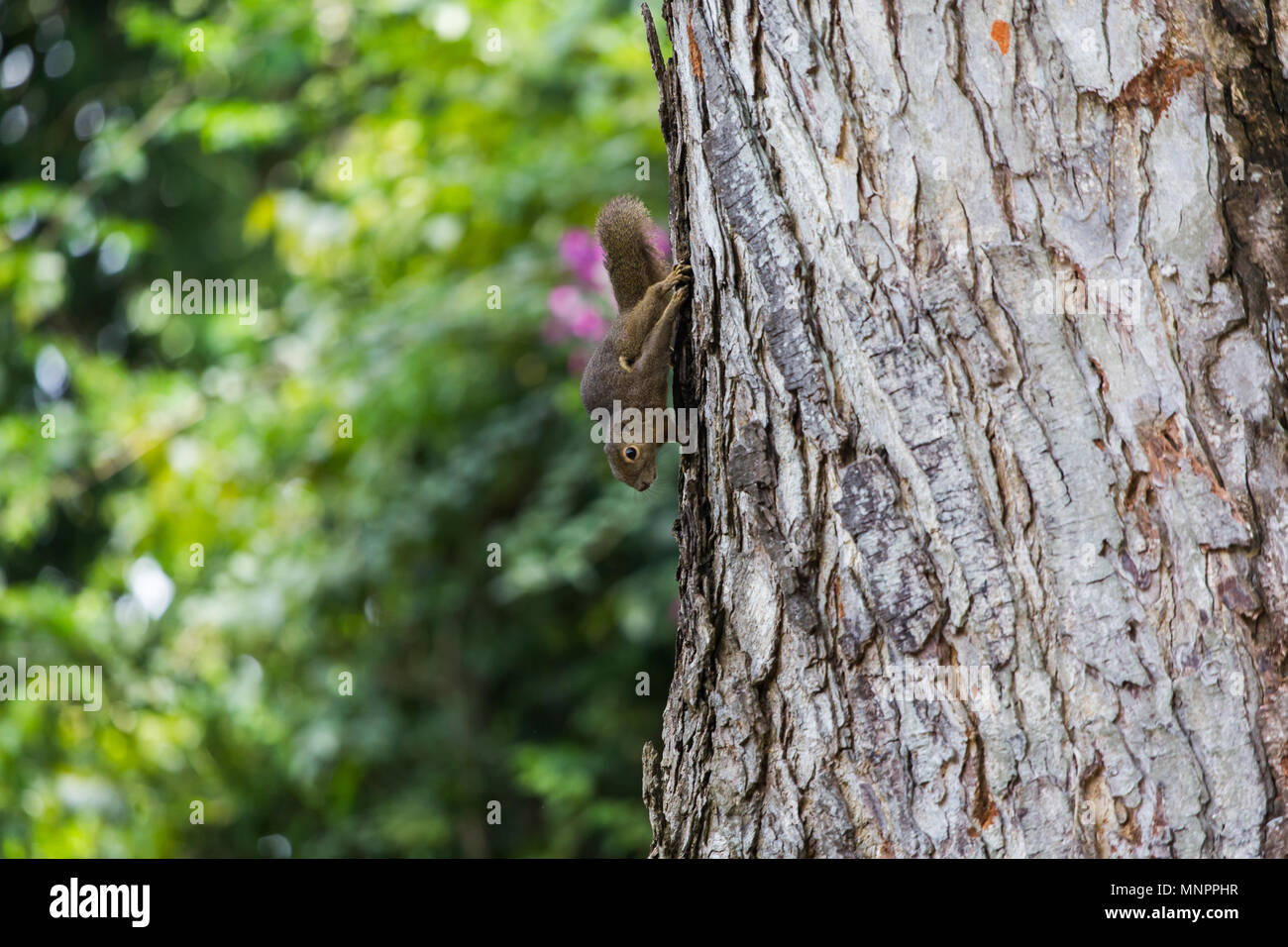 Un platano scoiattolo sulla corteccia di un albero. Foto Stock