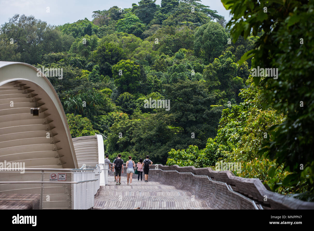 Henderson ponte a onda circondato dalla natura ambiente. Uno degli spot popolare per il locale e di interesse turistico da visitare e rilassatevi in Singapore. Foto Stock