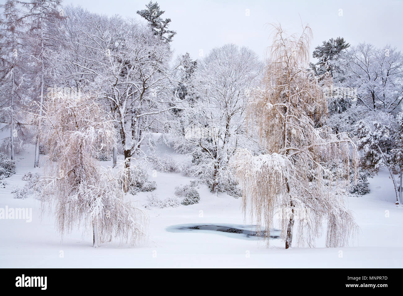 Una bella scena invernale con coperta di neve willow alberi da un laghetto Foto Stock