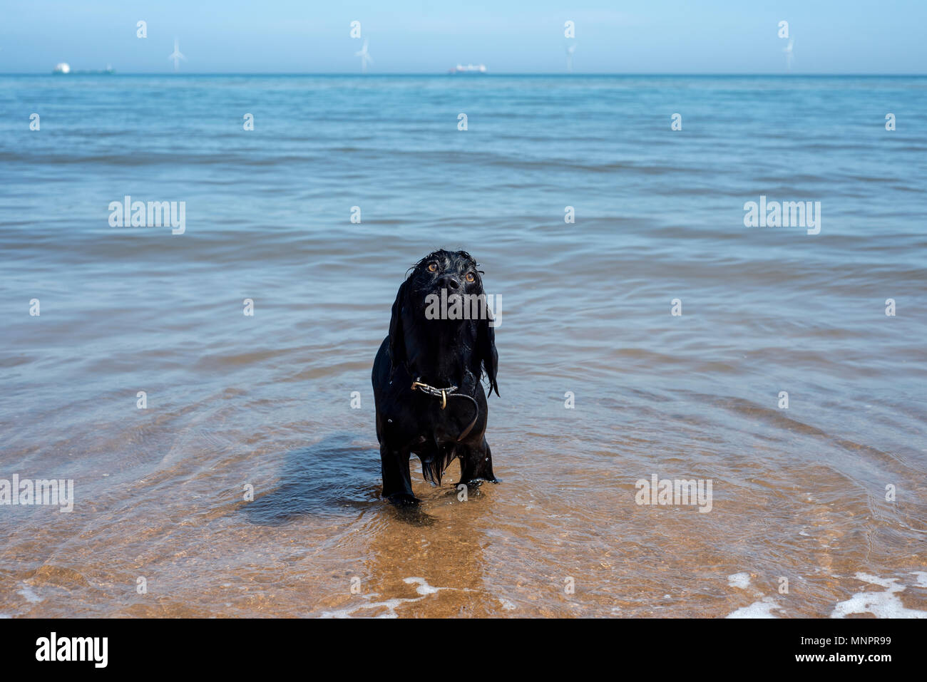 Spaniel cane in piedi in acqua calma a seaton sluice beach, a nord-est dell' Inghilterra Foto Stock
