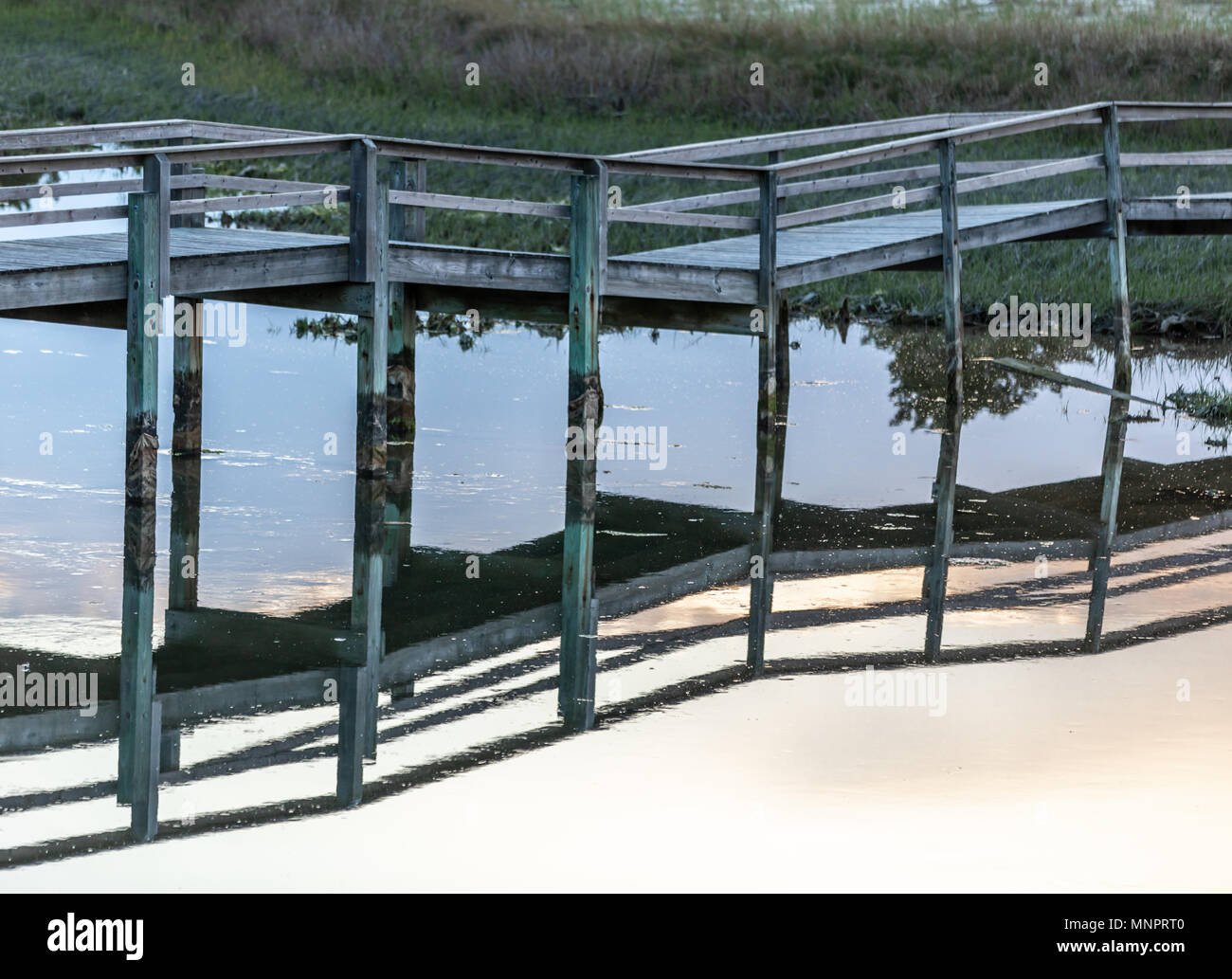 Dettaglio di una elevata a piedi su acqua e zone umide Foto Stock