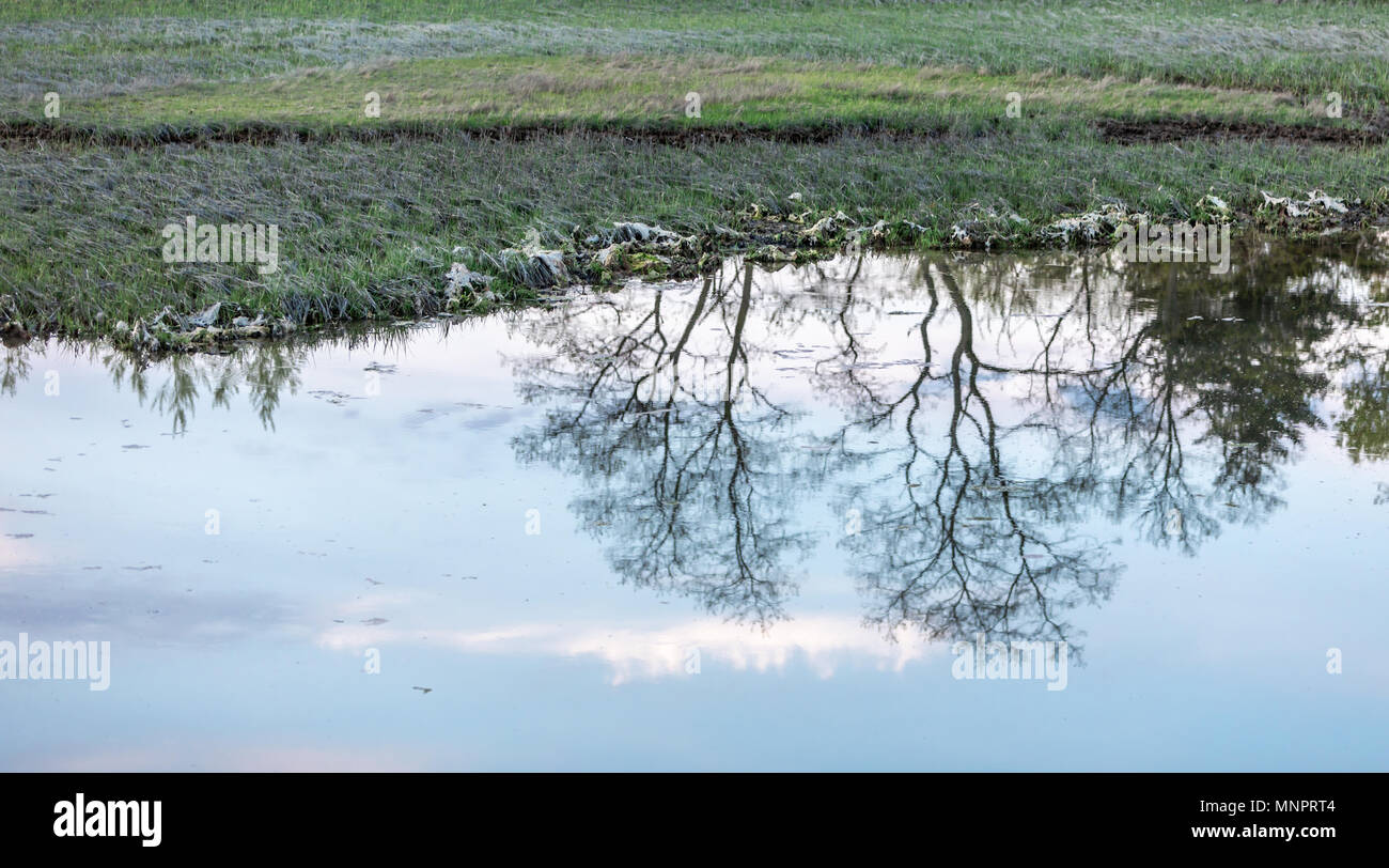 Paesaggio con corpo ancora di acqua che riflette gli alberi e il cielo Foto Stock