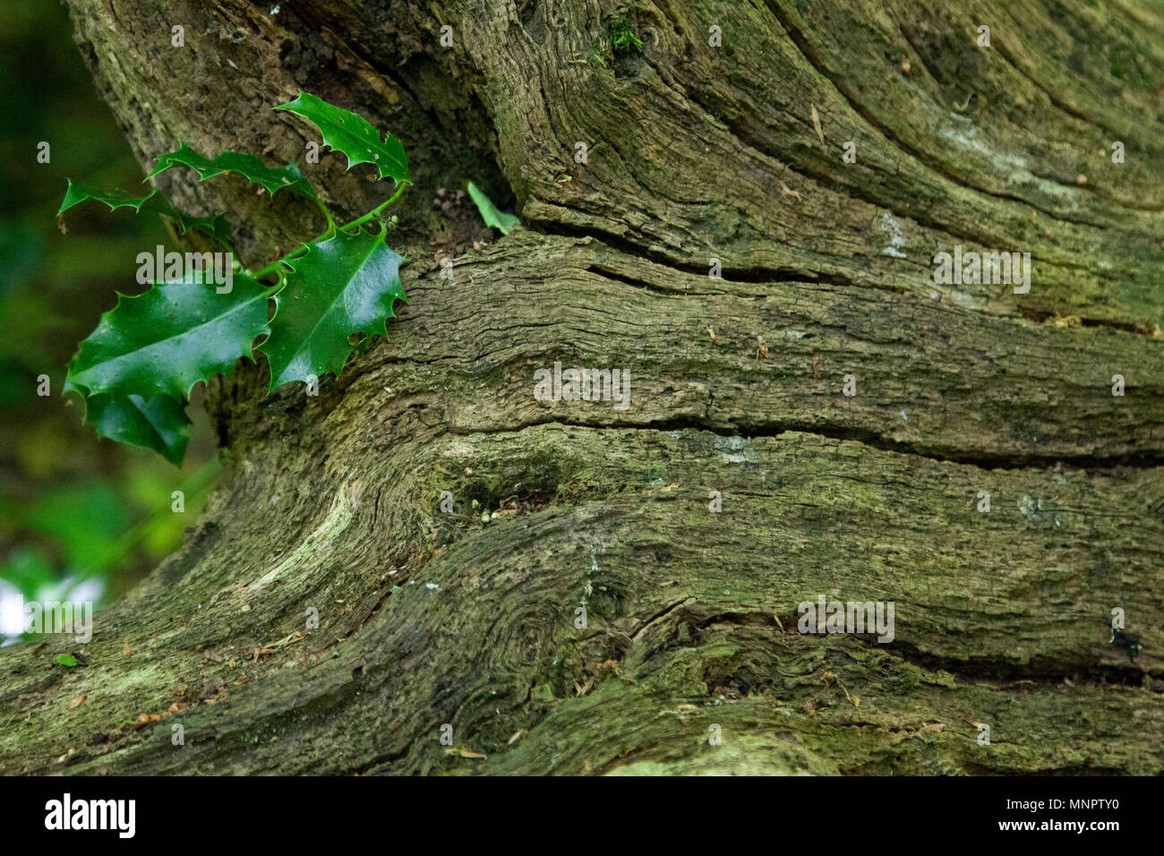 Ivy crescente da un decadimento ceppo di albero Foto Stock