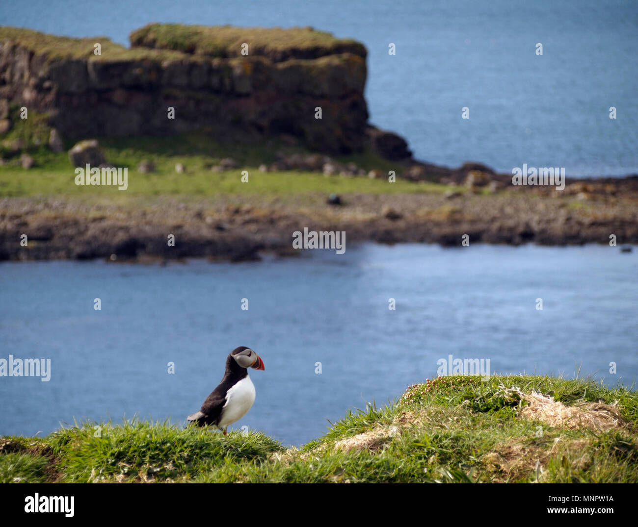 Puffini, Lunga, Treshnish isles Foto Stock
