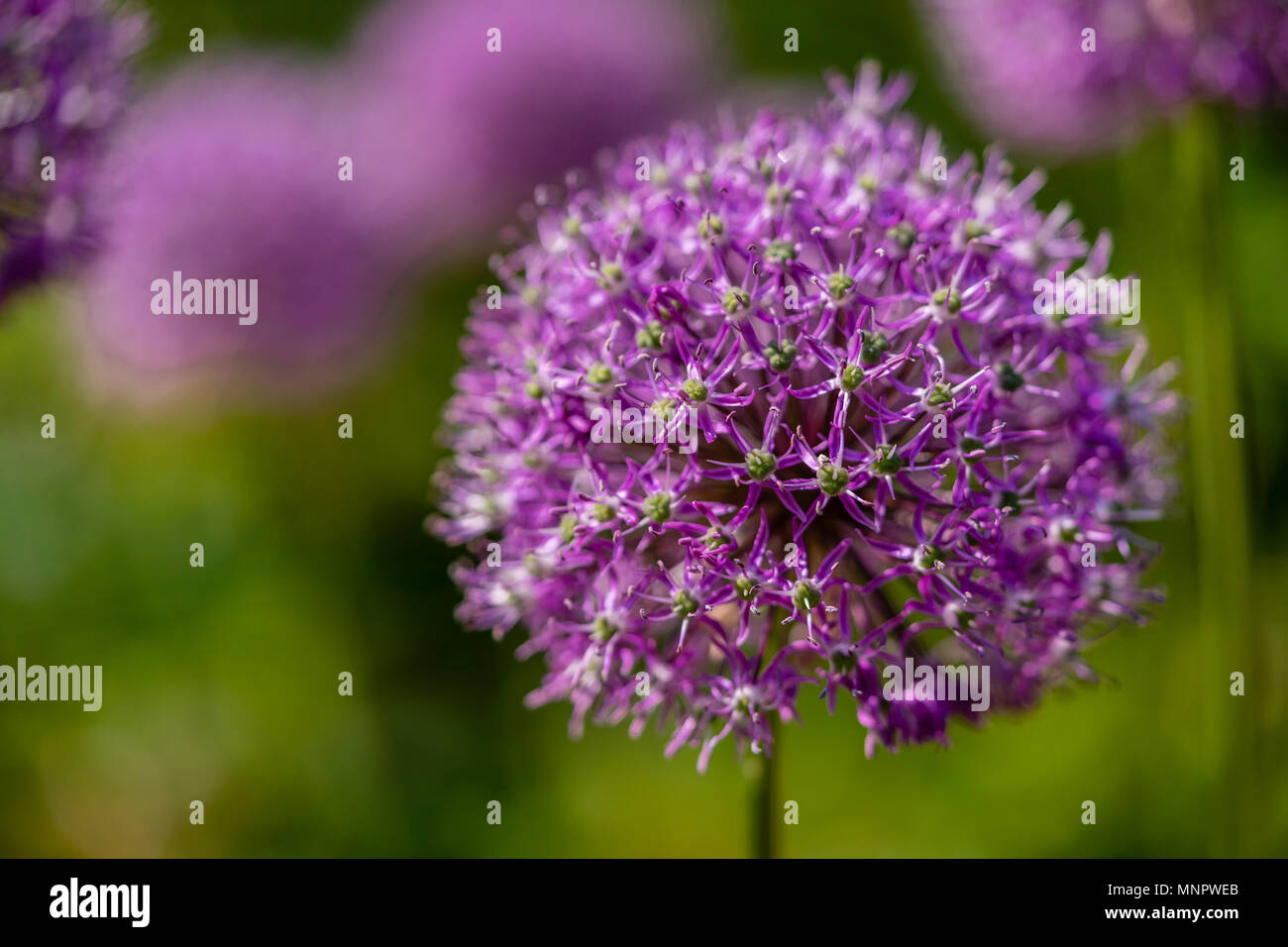 Il grande fiore viola di Allium hollandicum noto anche come olandese o aglio Aglio Persiano Foto Stock