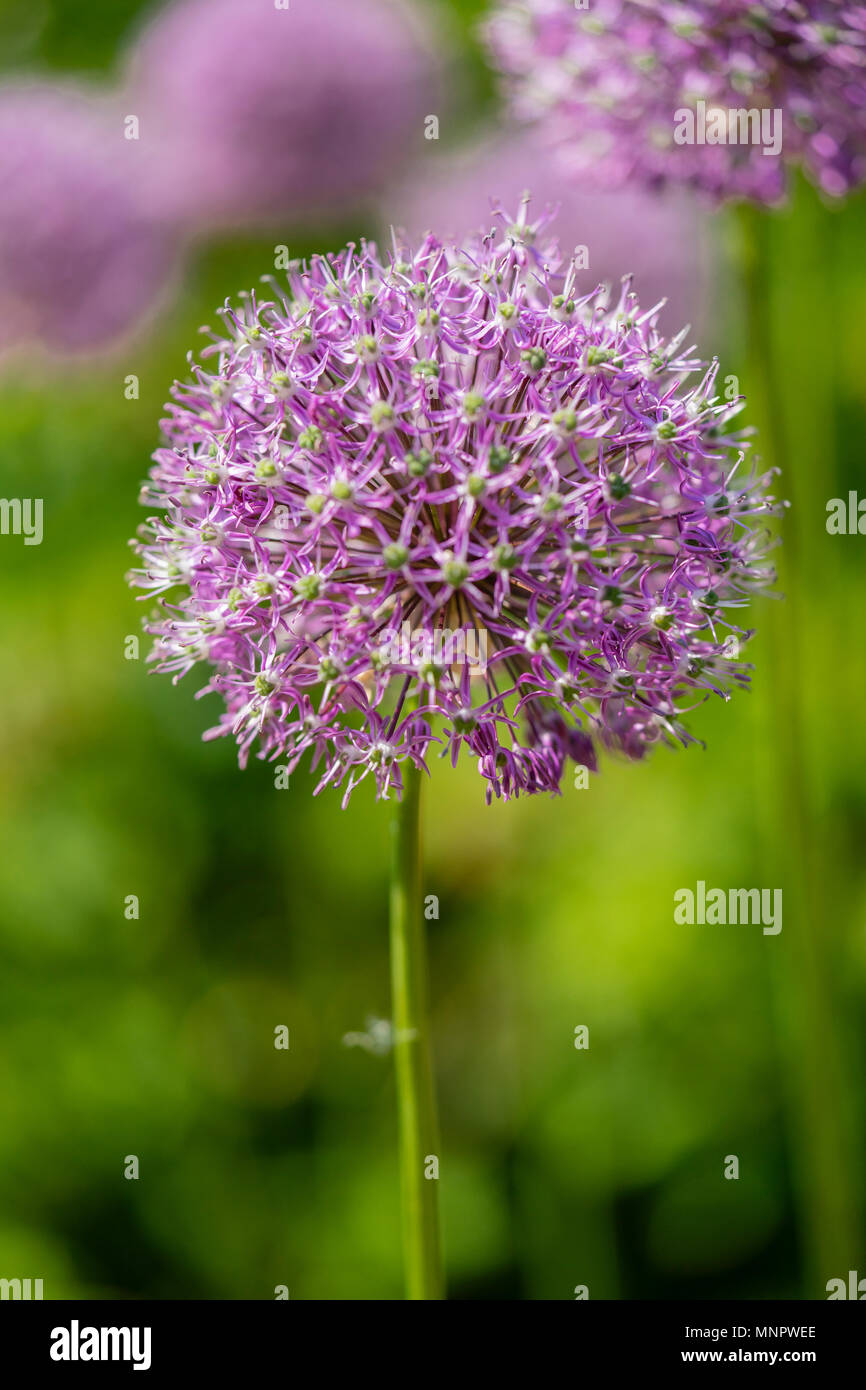 Il grande fiore viola di Allium hollandicum noto anche come olandese o aglio Aglio Persiano Foto Stock