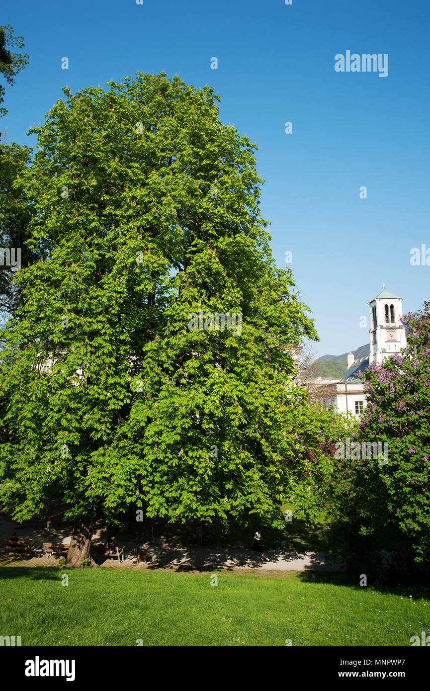 Salisburgo Mirabellgarten, bella giornata, un albero di castagno Foto Stock
