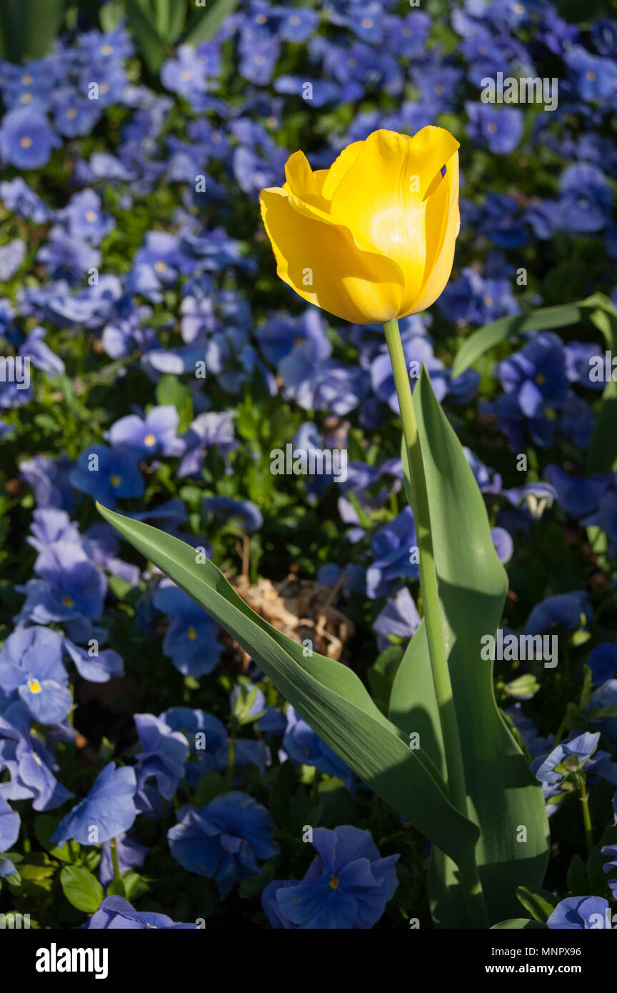 Salisburgo Mirabellgarten in primavera, su e tulipano giallo Foto Stock