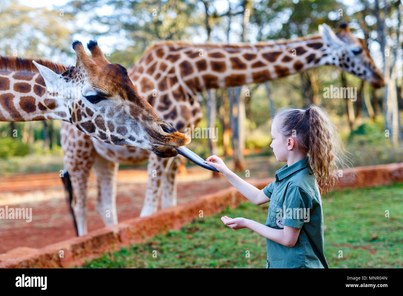 Carino bambina alimentando le giraffe in Africa Foto Stock