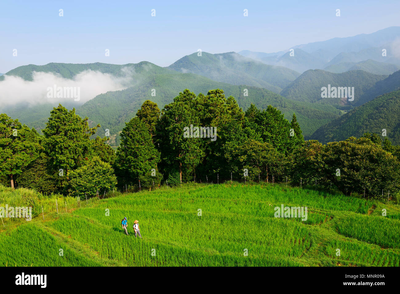 Pellegrini sulla rotta Nakahechi, Kumano Kodo pellegrinaggio sentiero, monti Kii, Wakayama, isola di Honshu, Giappone Foto Stock