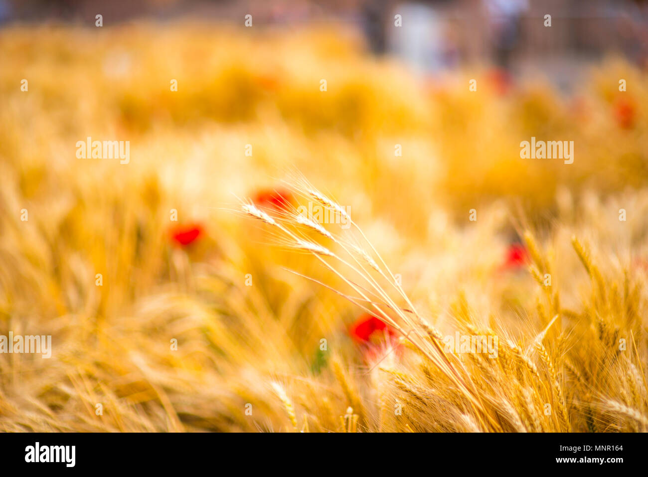 Campo di grano. Spighe di grano dorato vicino. La bellissima natura paesaggio al tramonto. Paesaggio rurale sotto la luce del sole splendente. Sfondo di orecchie di maturazione di me Foto Stock