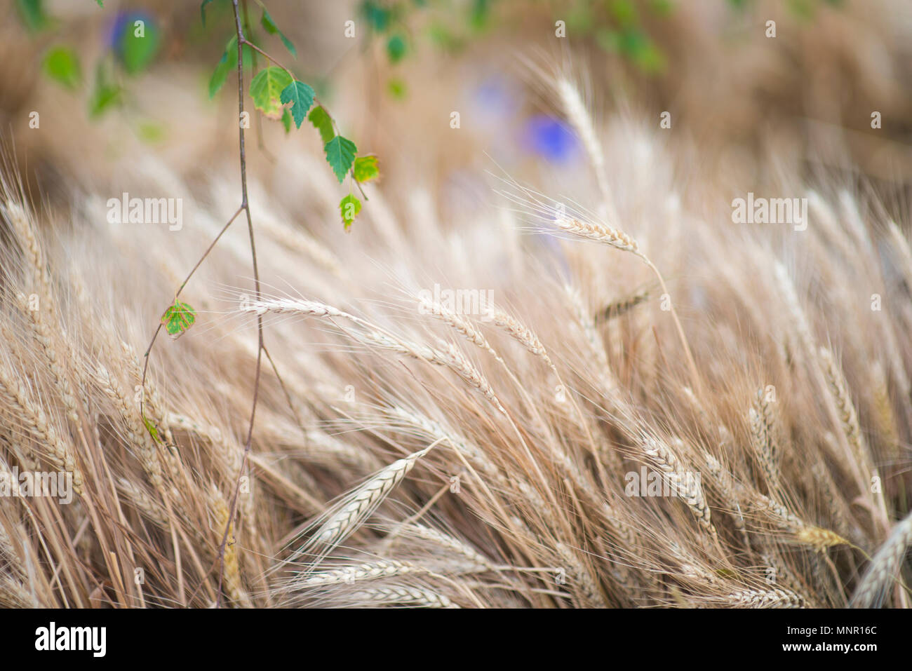 Campo di grano. Spighe di grano dorato vicino. La bellissima natura paesaggio al tramonto. Paesaggio rurale sotto la luce del sole splendente. Sfondo di orecchie di maturazione di me Foto Stock