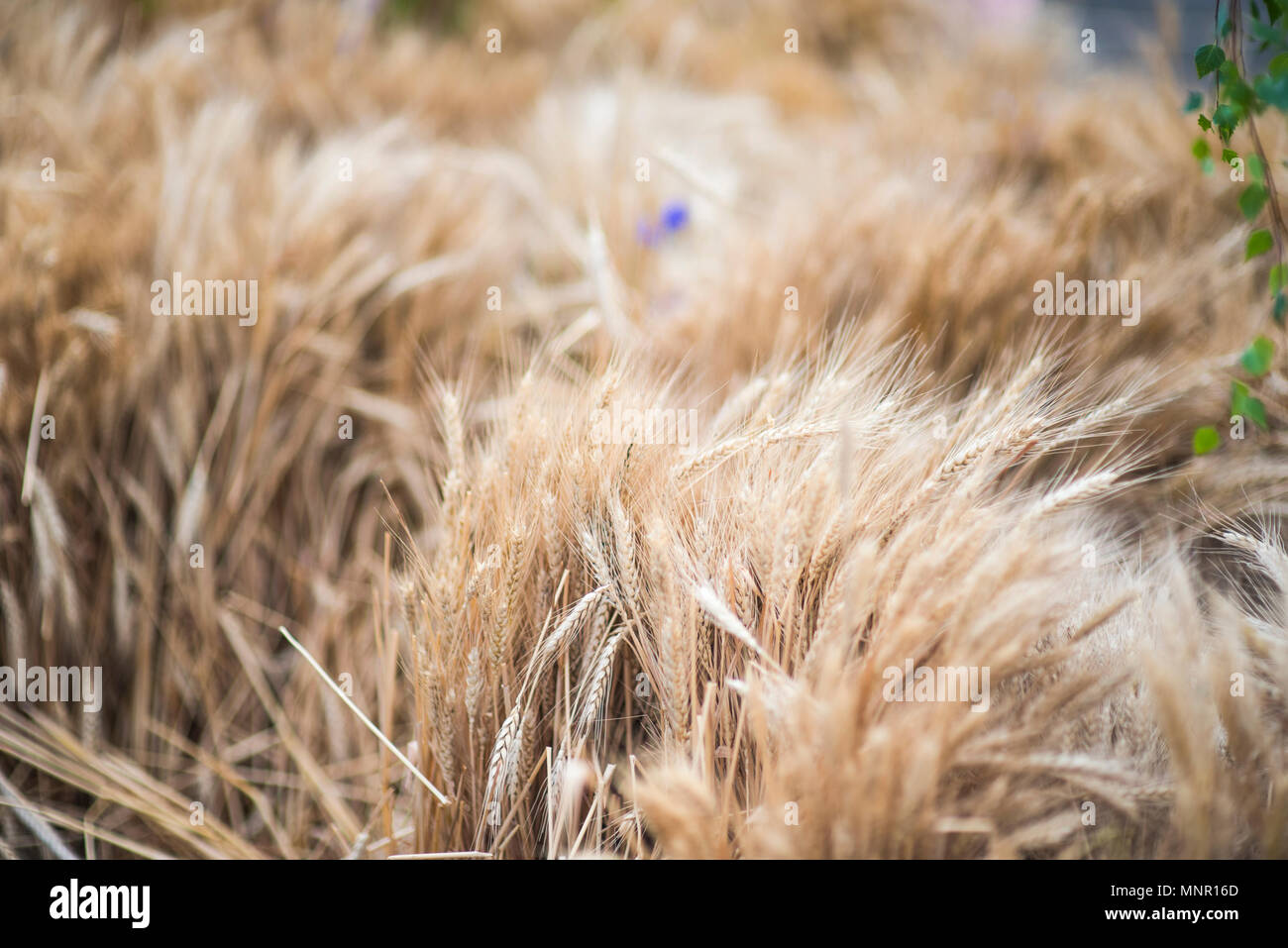 Campo di grano. Spighe di grano dorato vicino. La bellissima natura paesaggio al tramonto. Paesaggio rurale sotto la luce del sole splendente. Sfondo di orecchie di maturazione di me Foto Stock