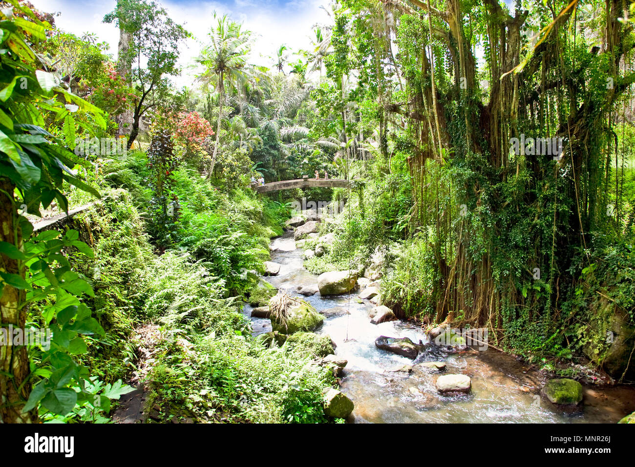 Incredibile fiume scorre nella giungla di Bali, Indonesia Foto Stock