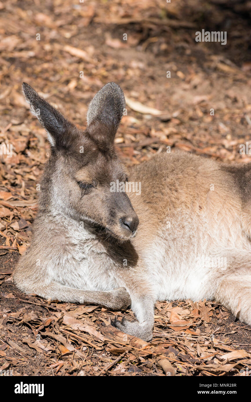 Grigio occidentale Canguro dormire al sole presso lo Zoo di Perth, South Perth, Western Australia Foto Stock