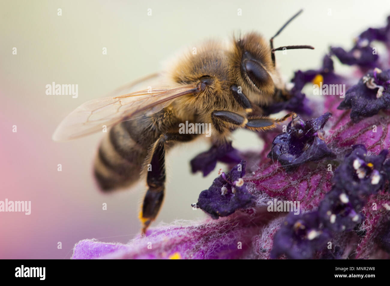 Bruno Mining Bee (Andrena fulva) su Lavandula (lavanda) Foto Stock