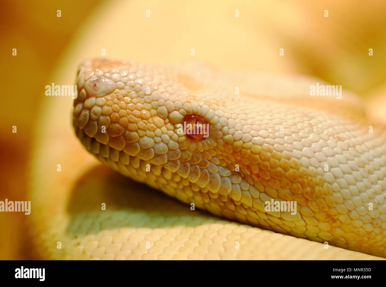Animali: albino python indiano in una luminosa luce calda, closeup shot Foto Stock