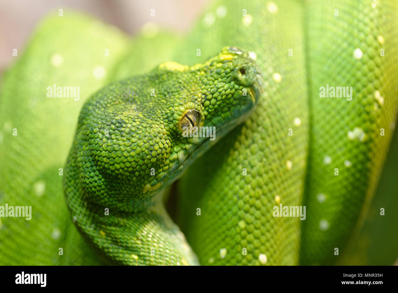 Animali: green tree python, Morelia viridis, close-up shot, il fuoco selettivo Foto Stock