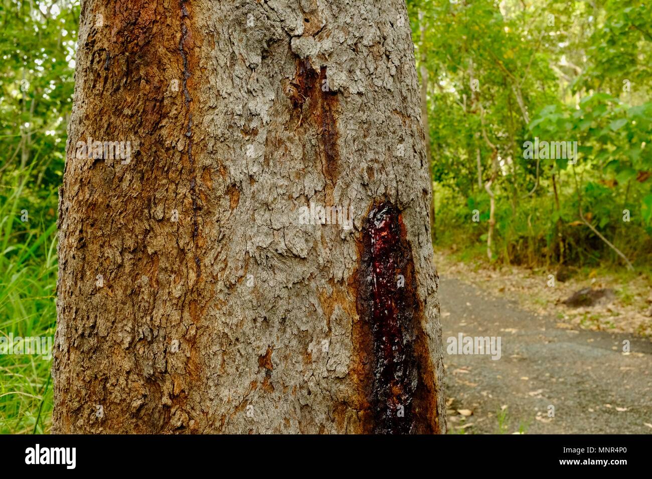 Struttura ad albero rosso sap su un albero di eucalipto, Jourama cade, Bruce Hwy, Yuruga QLD, Australia Foto Stock