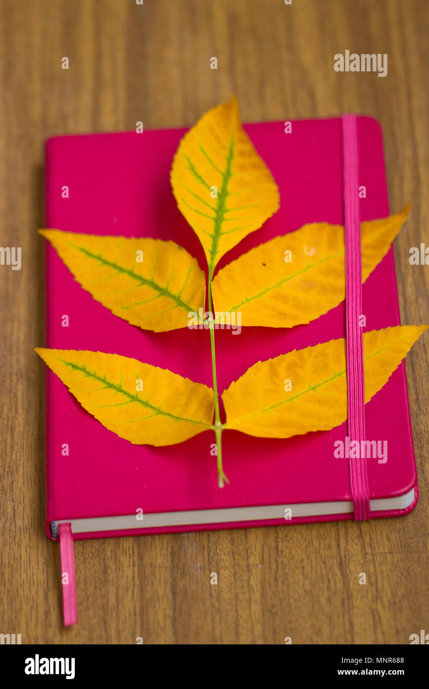 Giallo autunno foglie su un blocco note Foto Stock
