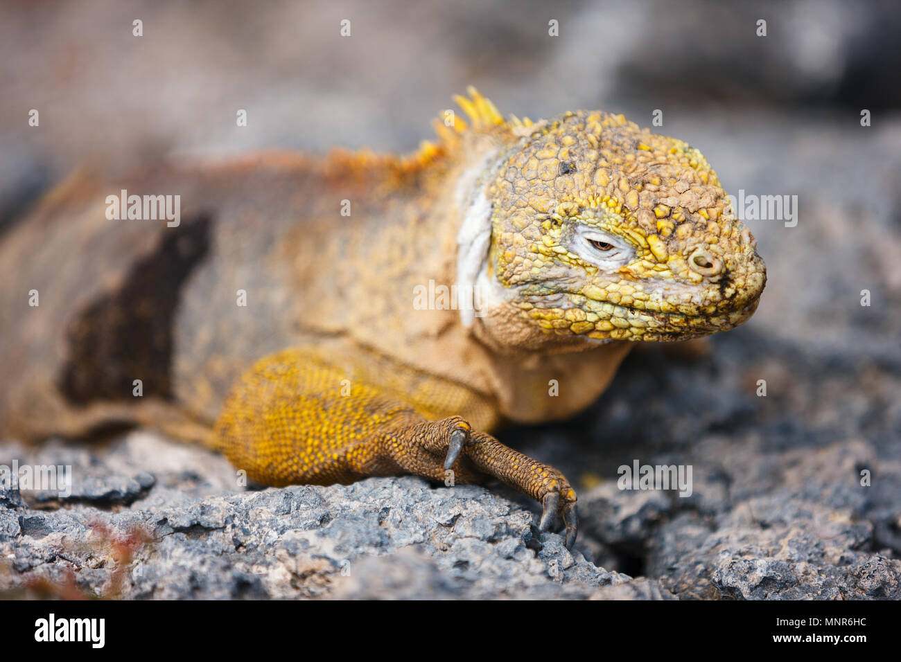 Land iguana endemica presso le isole Galapagos, Ecuador Foto Stock