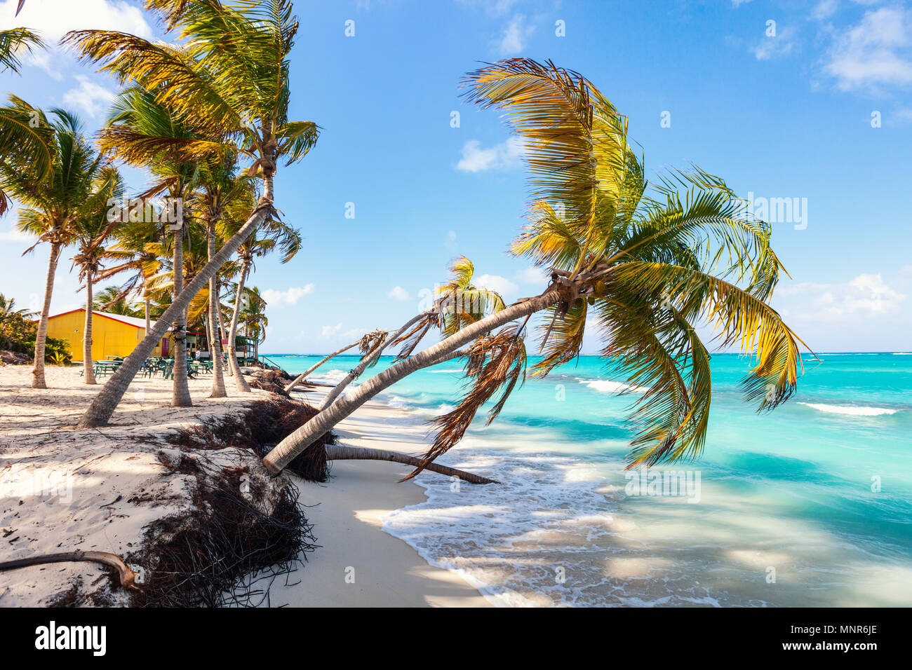 Bellissima spiaggia incorniciata con palme e seaside cafe sull isola caraibica di Anguilla Foto Stock