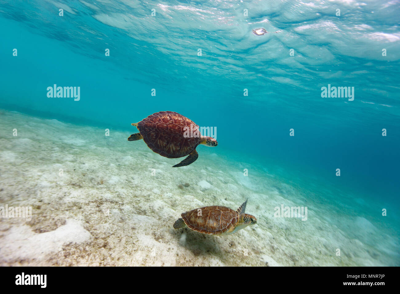 Hawksbill tartarughe marine nuotare nell'oceano tropicale Foto Stock