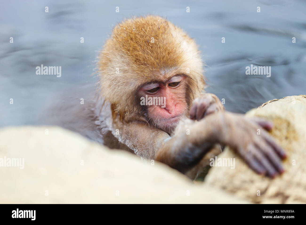 Baby snow scimmia macaco giapponese a onsen hot springs di Nagano, Giappone Foto Stock