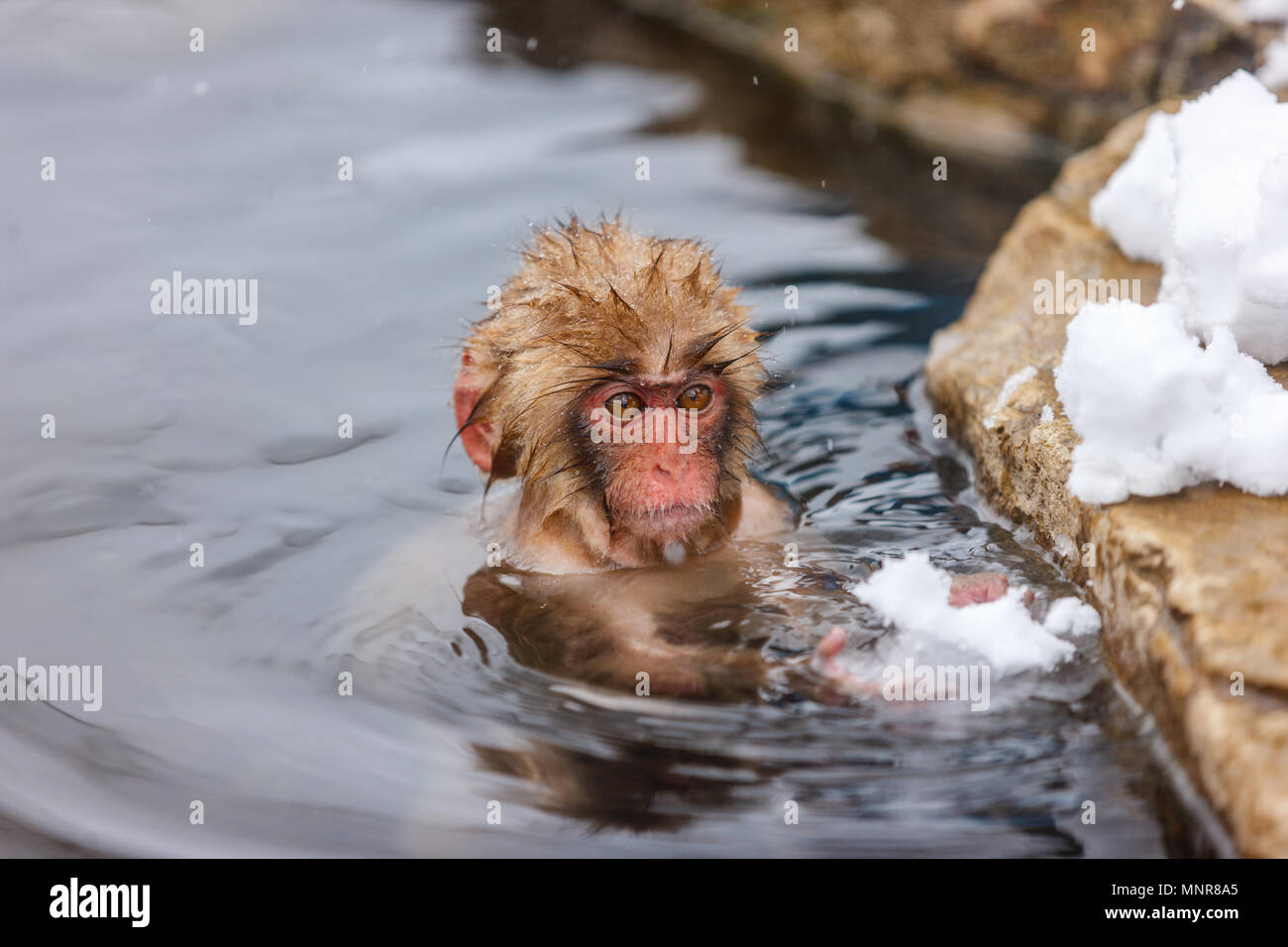 Baby snow scimmia macaco giapponese a onsen hot springs di Nagano, Giappone Foto Stock