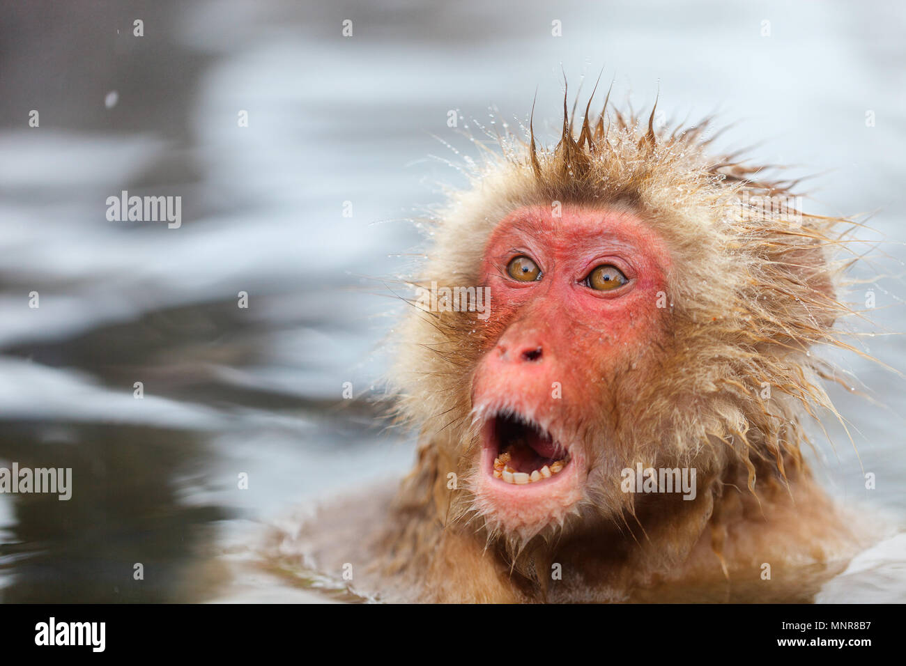 Neve scimmia macachi giapponesi bagnarsi in onsen hot springs a Nagano, Giappone Foto Stock