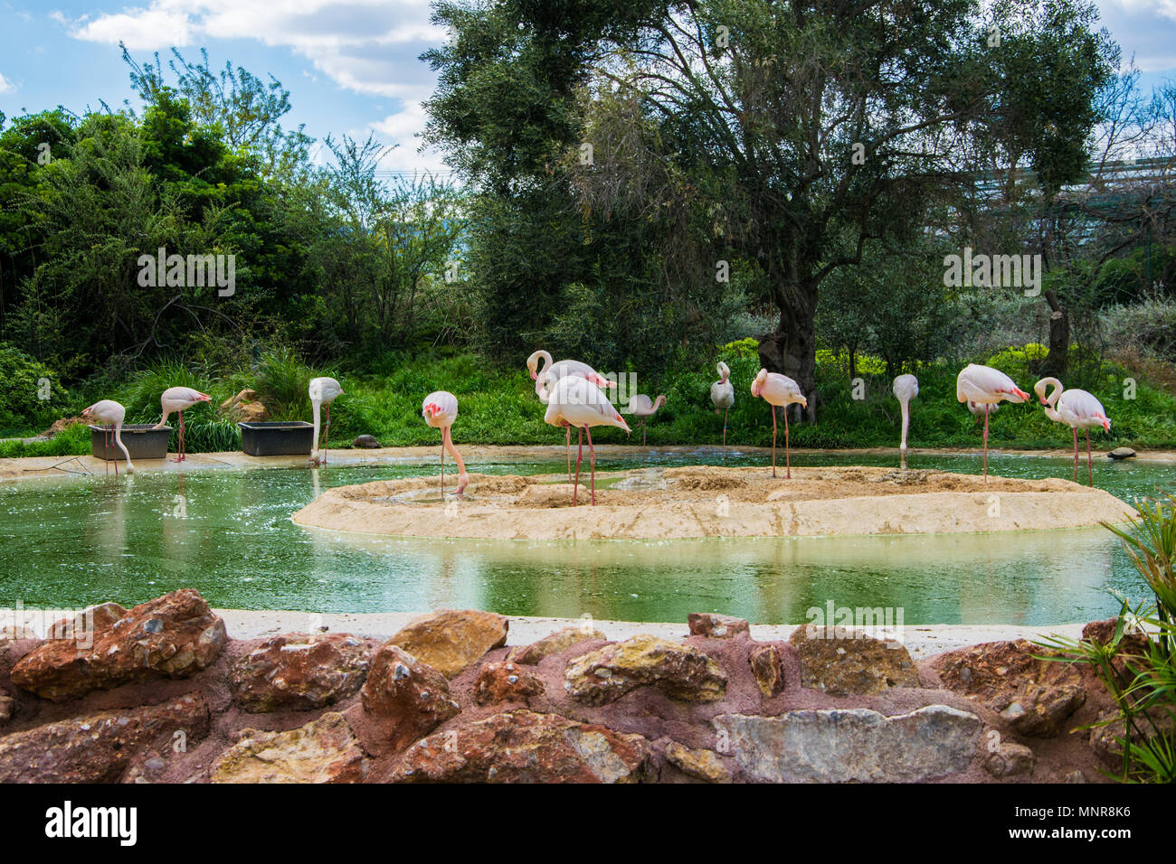 Un gruppo di bellissimi fenicotteri rosa in un lago Foto Stock