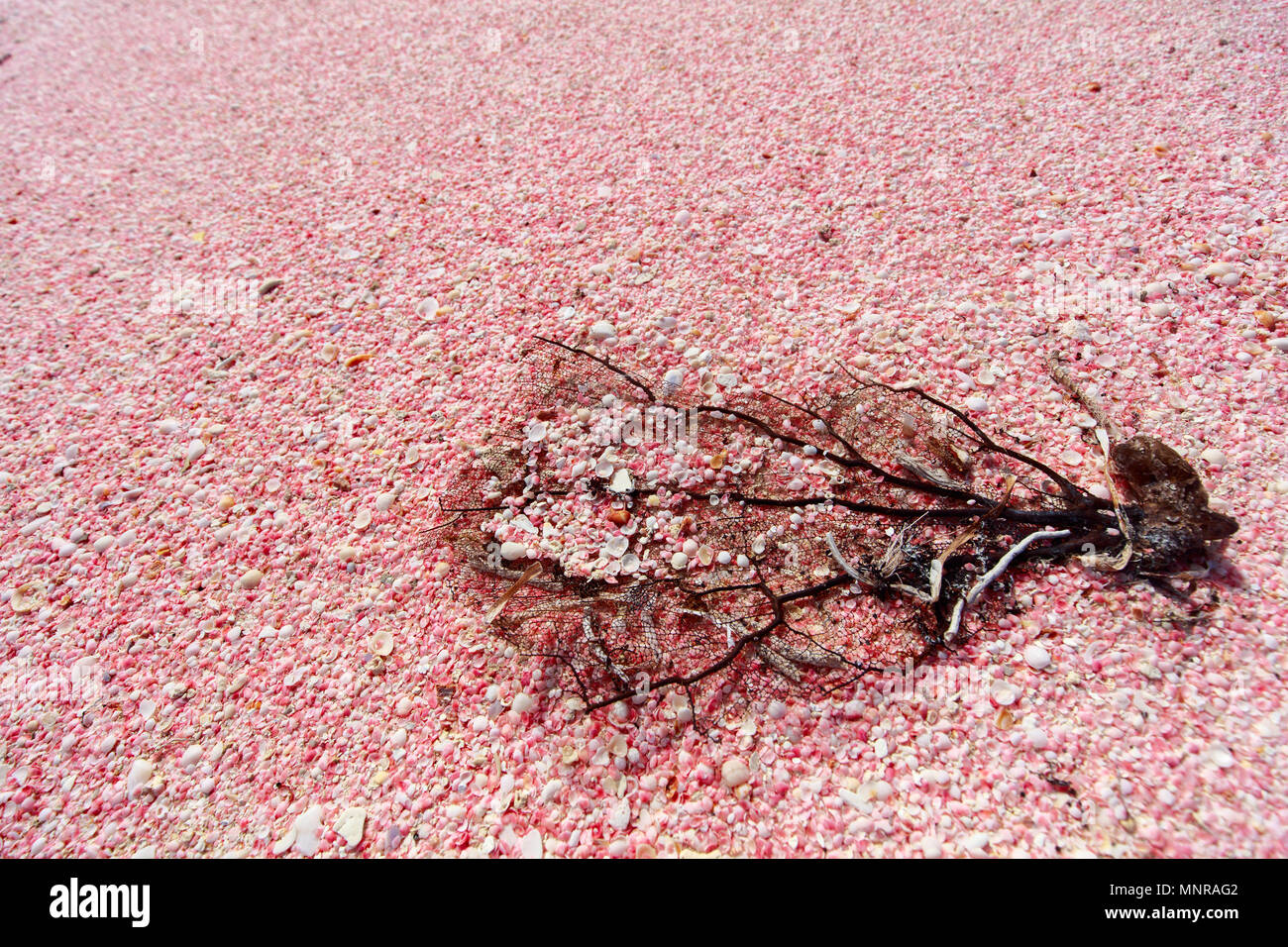 Gusci di rosa e il pezzo di corallo. Sabbia rosa sulla spiaggia di Barbuda isola dei Caraibi di minuscole conchiglie rosa Foto Stock