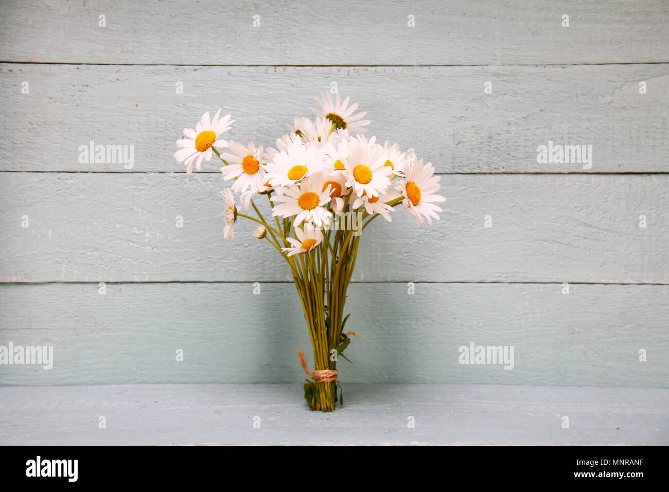 Mazzo di fiori a margherita- pianta curativa Foto Stock