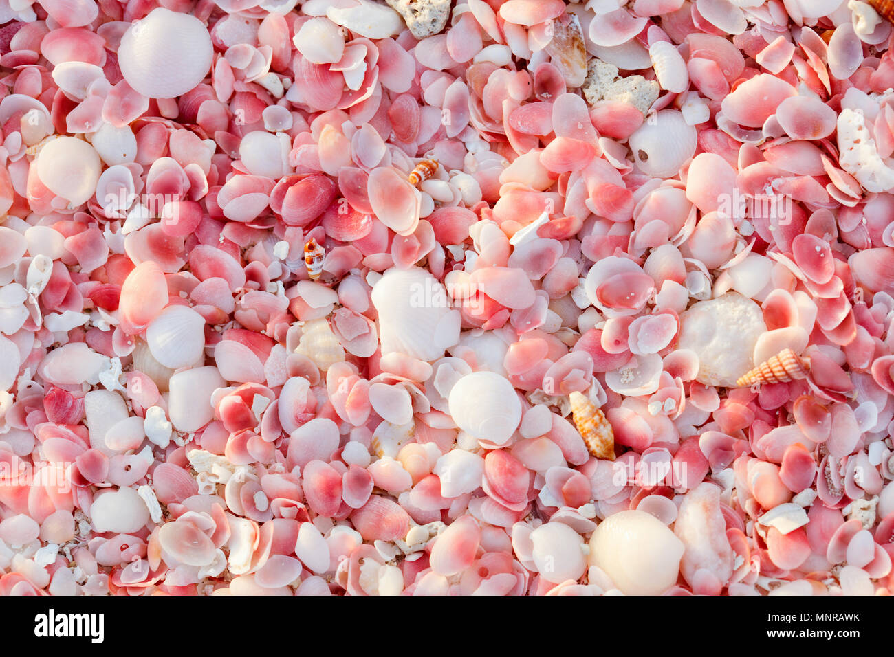 Sabbia rosa sulla spiaggia di Barbuda isola dei Caraibi di minuscole conchiglie rosa, vicino fino foto Foto Stock