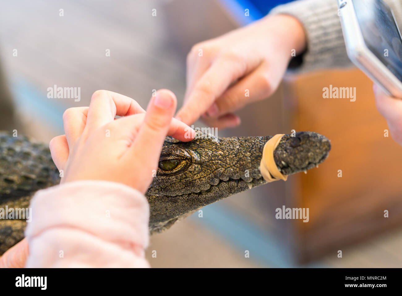 Bambino toccando baby coccodrillo del Nilo mentre padre tenendolo. Foto Stock