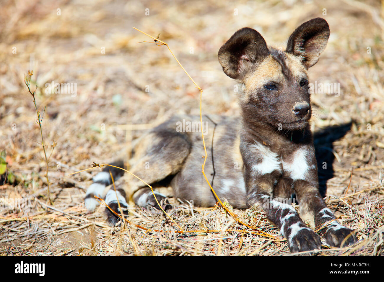 In via di estinzione animale selvatico africano cucciolo di cane nel parco di safari in Sud Africa Foto Stock