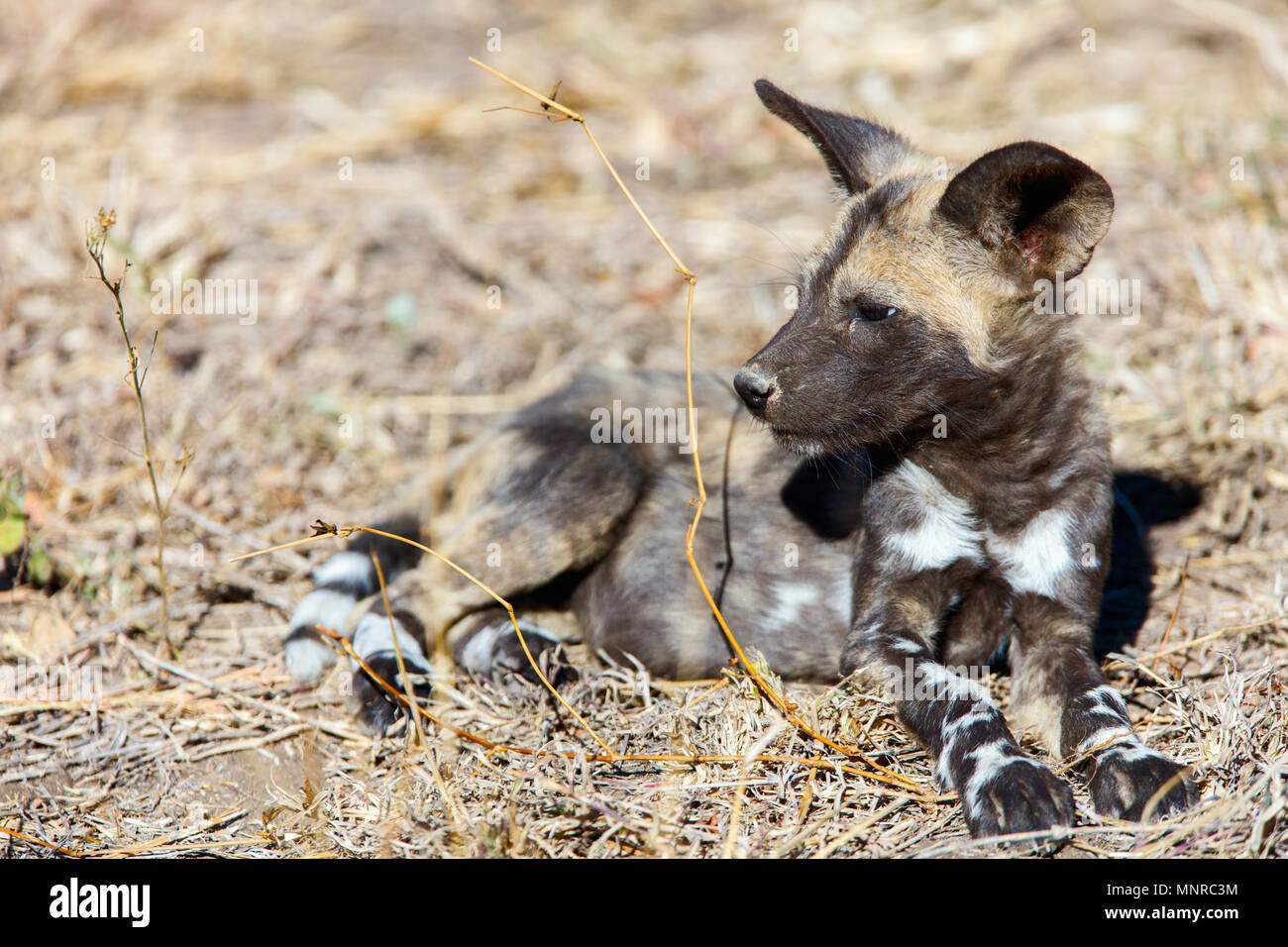 In via di estinzione animale selvatico africano cucciolo di cane nel parco di safari in Sud Africa Foto Stock