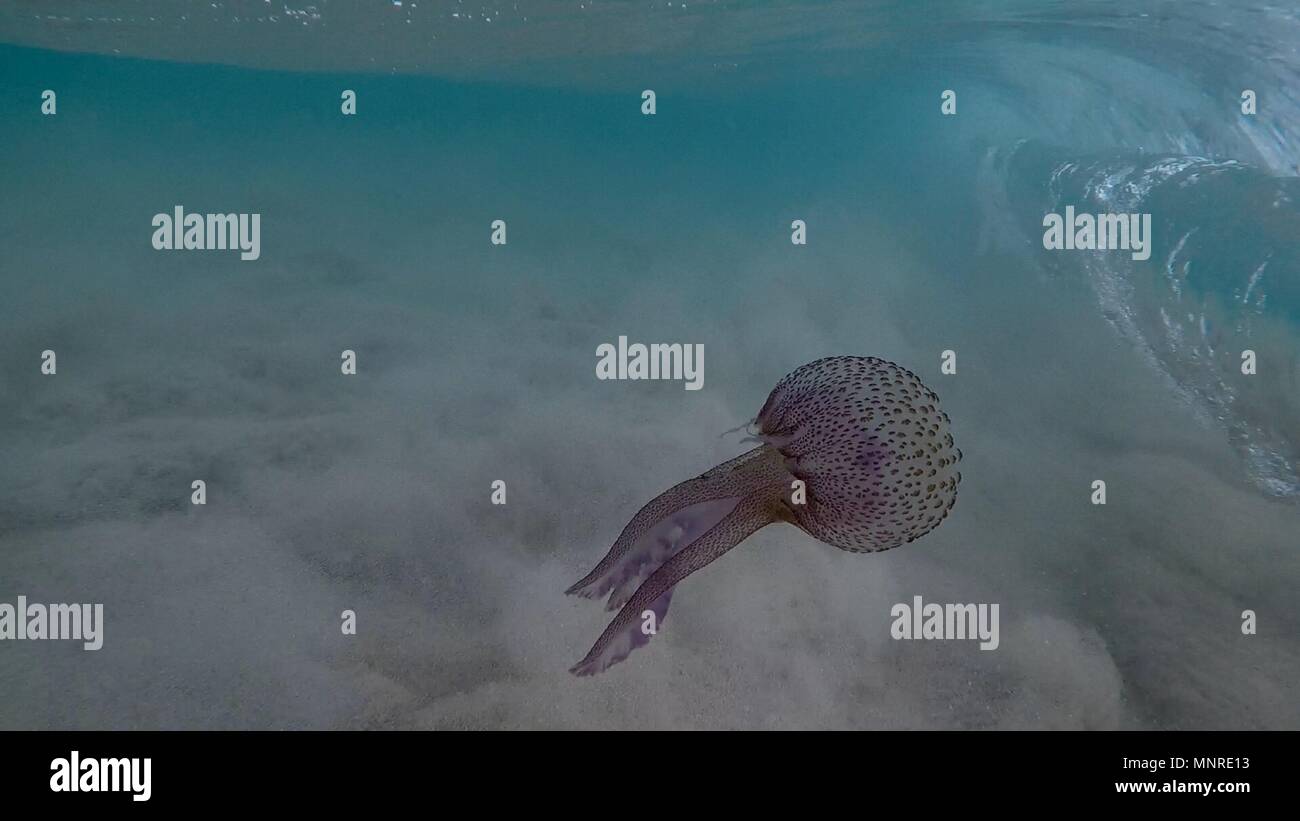 Un lone meduse, circa ad impigliarsi nelle acque di lavaggio. Foto Stock