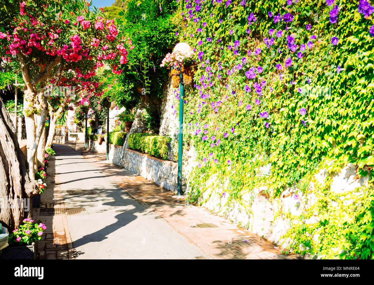 Bella estate street di Anacapri, isola di Capri, Italia, tonica immagine Foto Stock