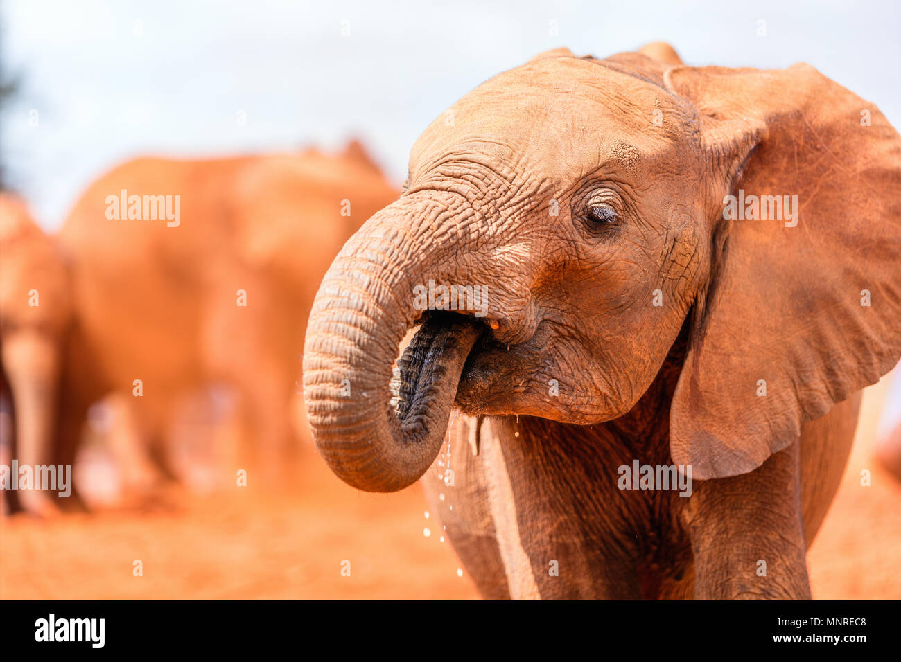Close up di un elefante nel parco di safari Foto Stock