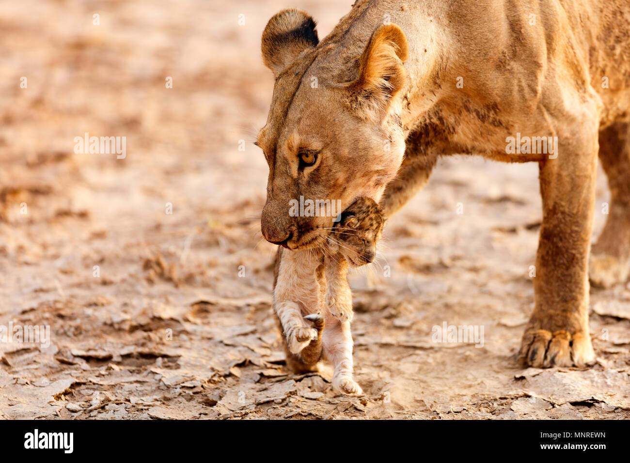 Close up della leonessa che trasportano cub nella sua bocca nella riserva nazionale in Kenya Foto Stock
