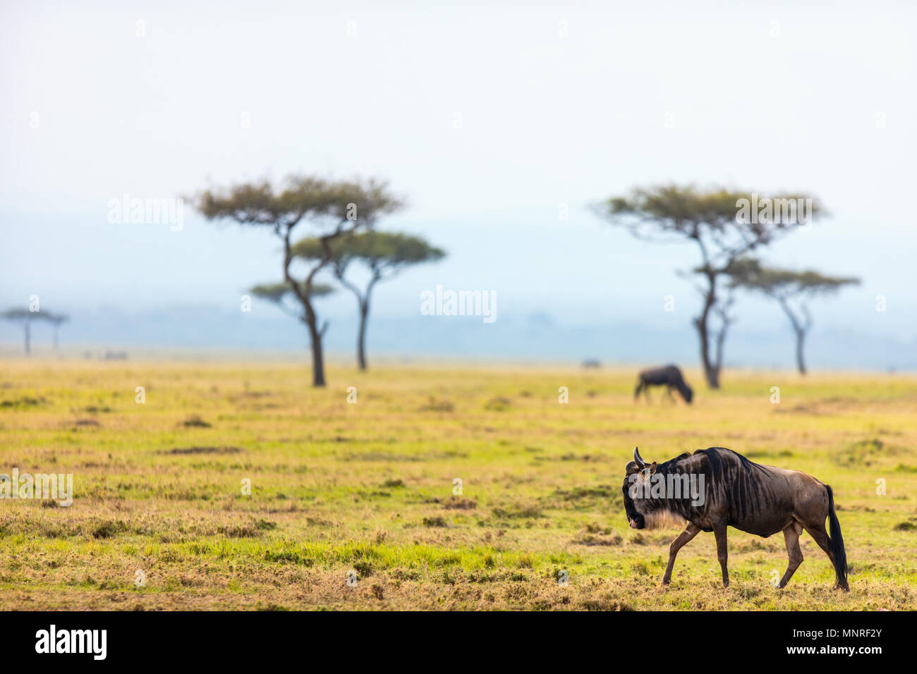 Wildebeests nel Masai Mara National Park in Kenya Foto Stock