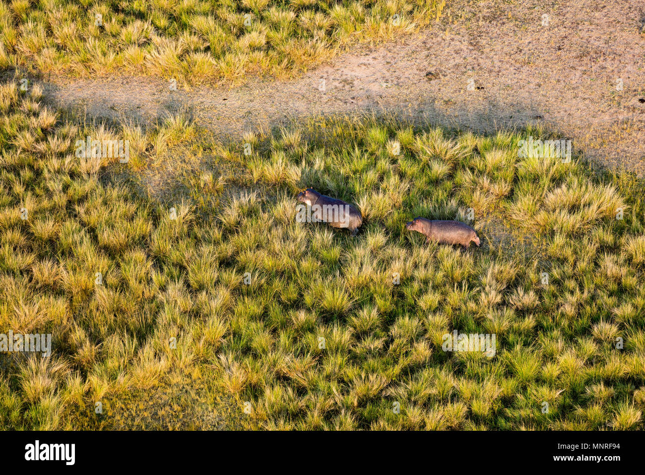 Al di sopra di vista hyppos a Mara Mara visto da di volo in mongolfiera ad aria calda in Kenya Foto Stock